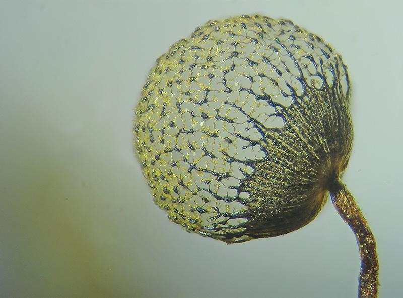 Esercitazioni in Helicon Focus